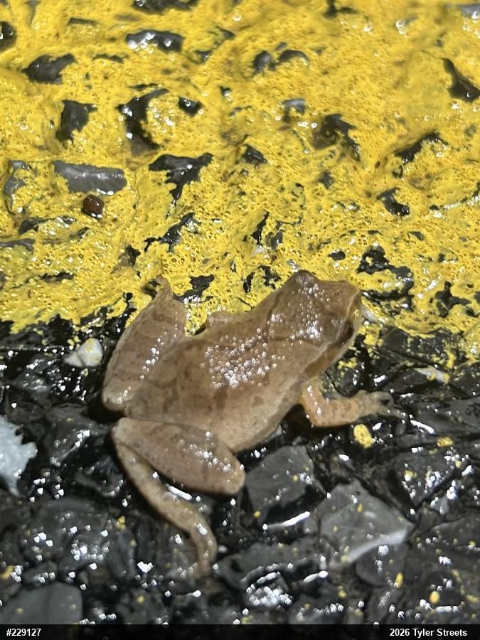 Spring Peeper