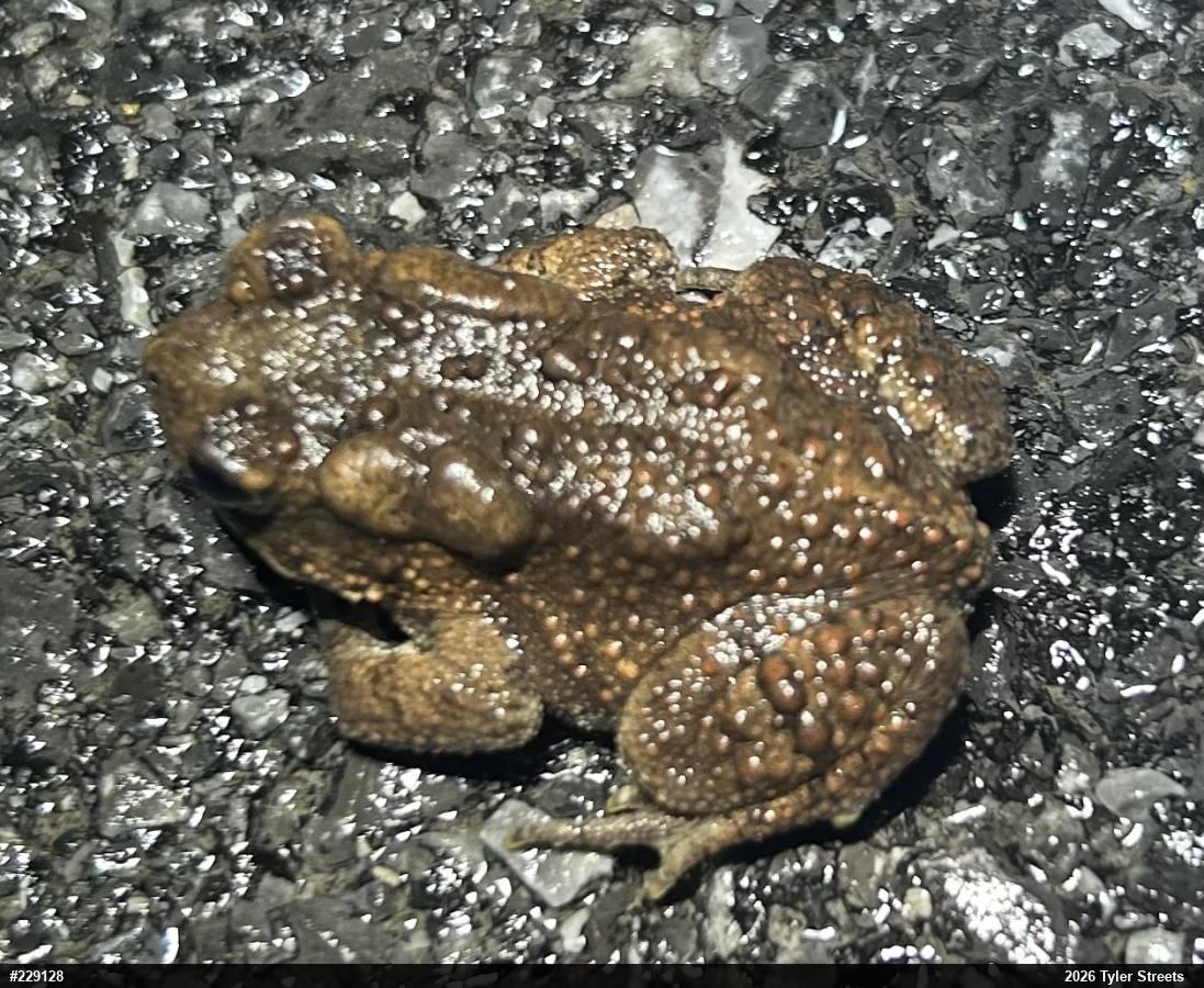 Eastern American Toad