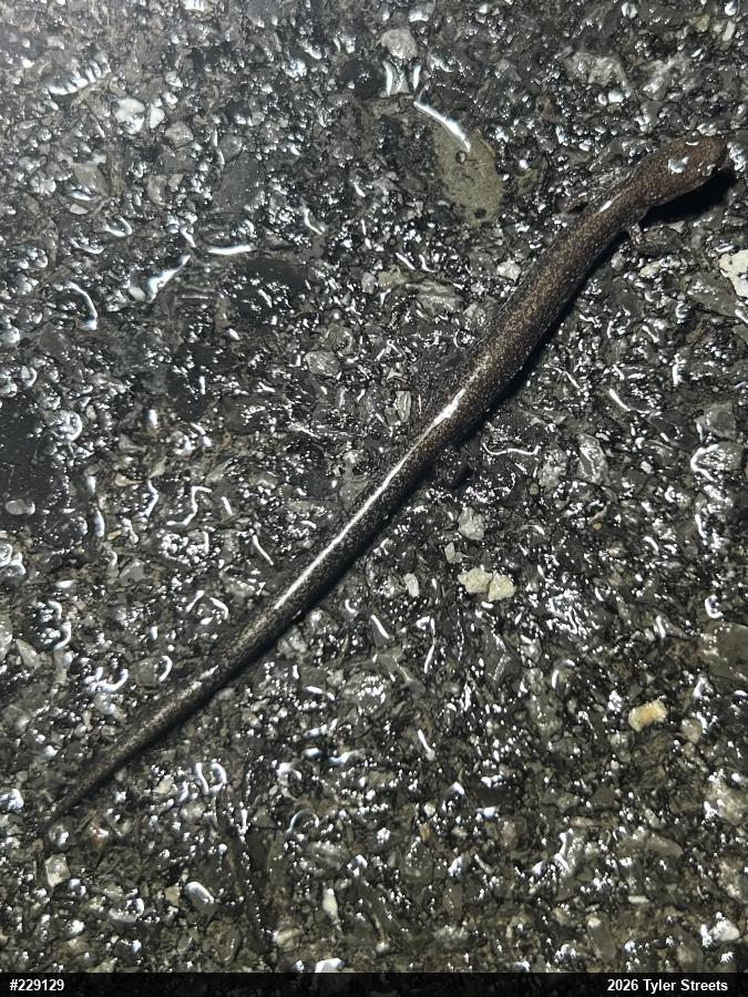 Valley And Ridge Salamander