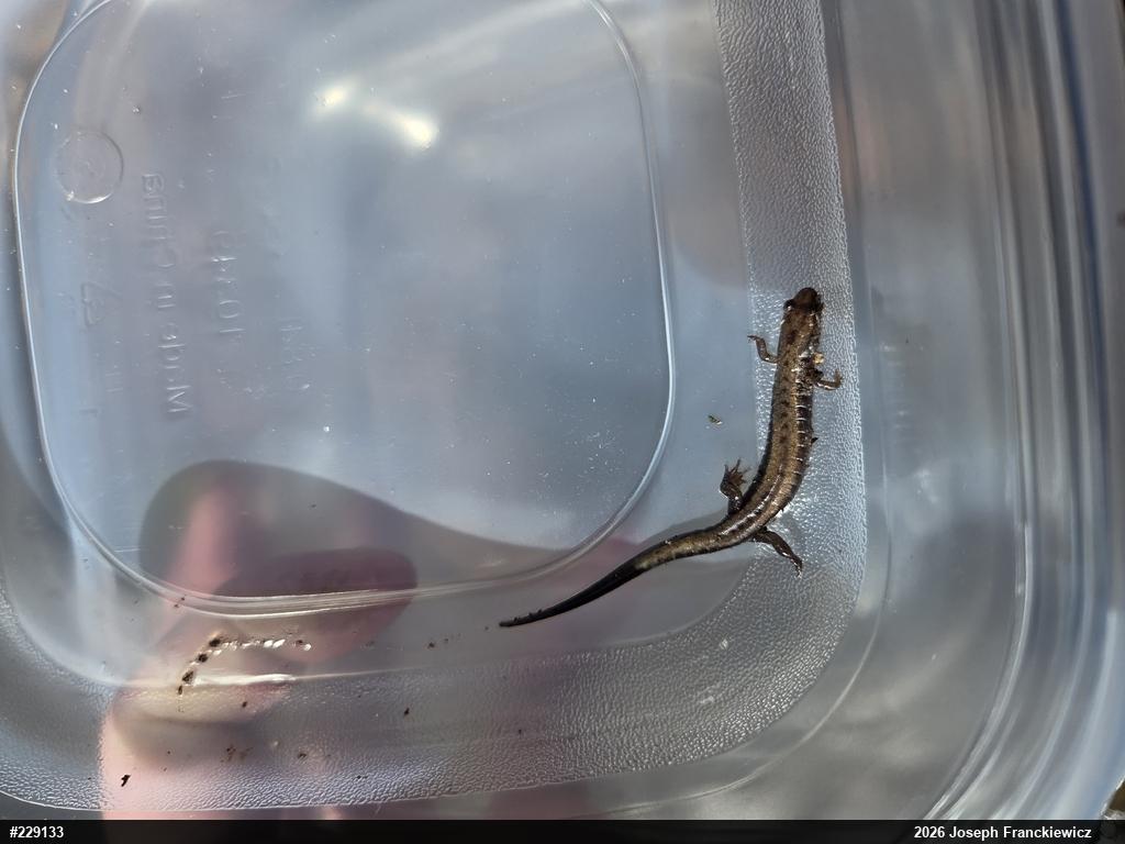 Allegheny Mountain Dusky Salamander