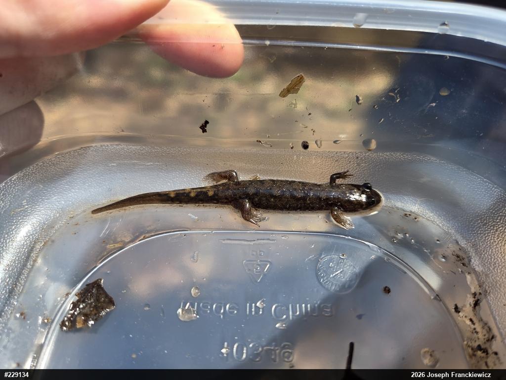 Seal Salamander