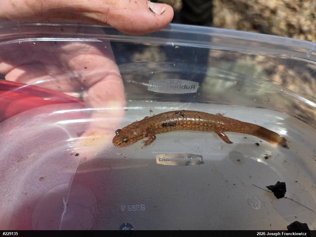 Northern Spring Salamander