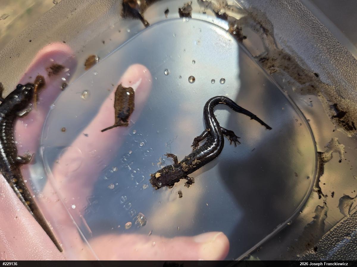 Allegheny Mountain Dusky Salamander