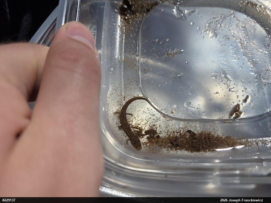 Northern Red Salamander