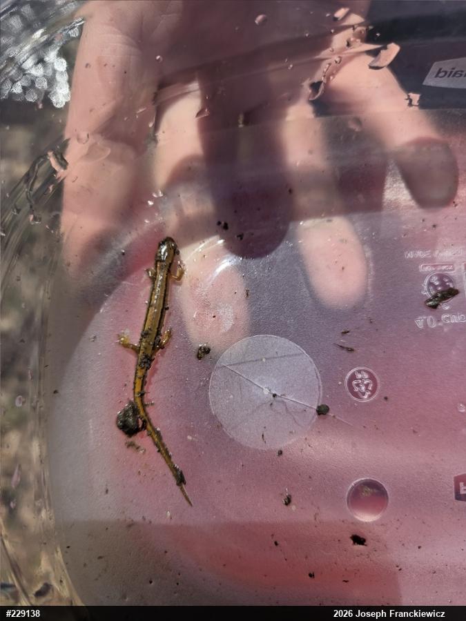 Northern Two-lined Salamander