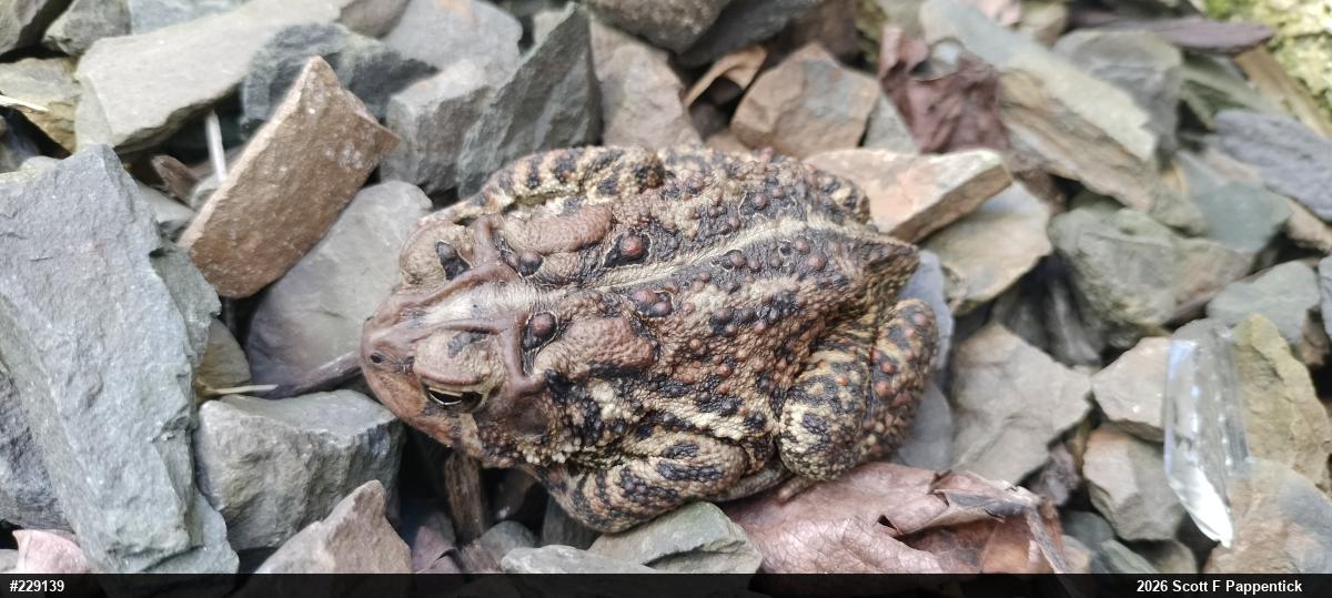 Eastern American Toad