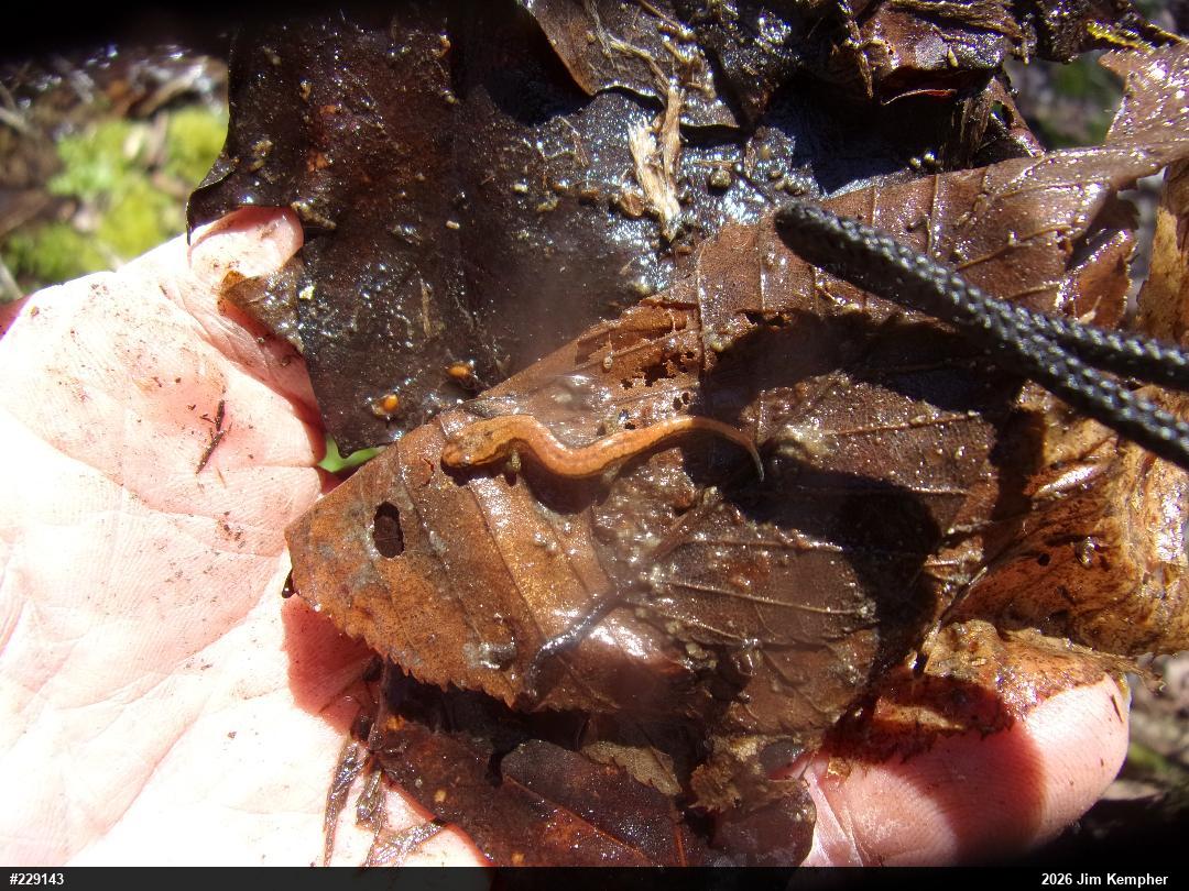Allegheny Mountain Dusky Salamander