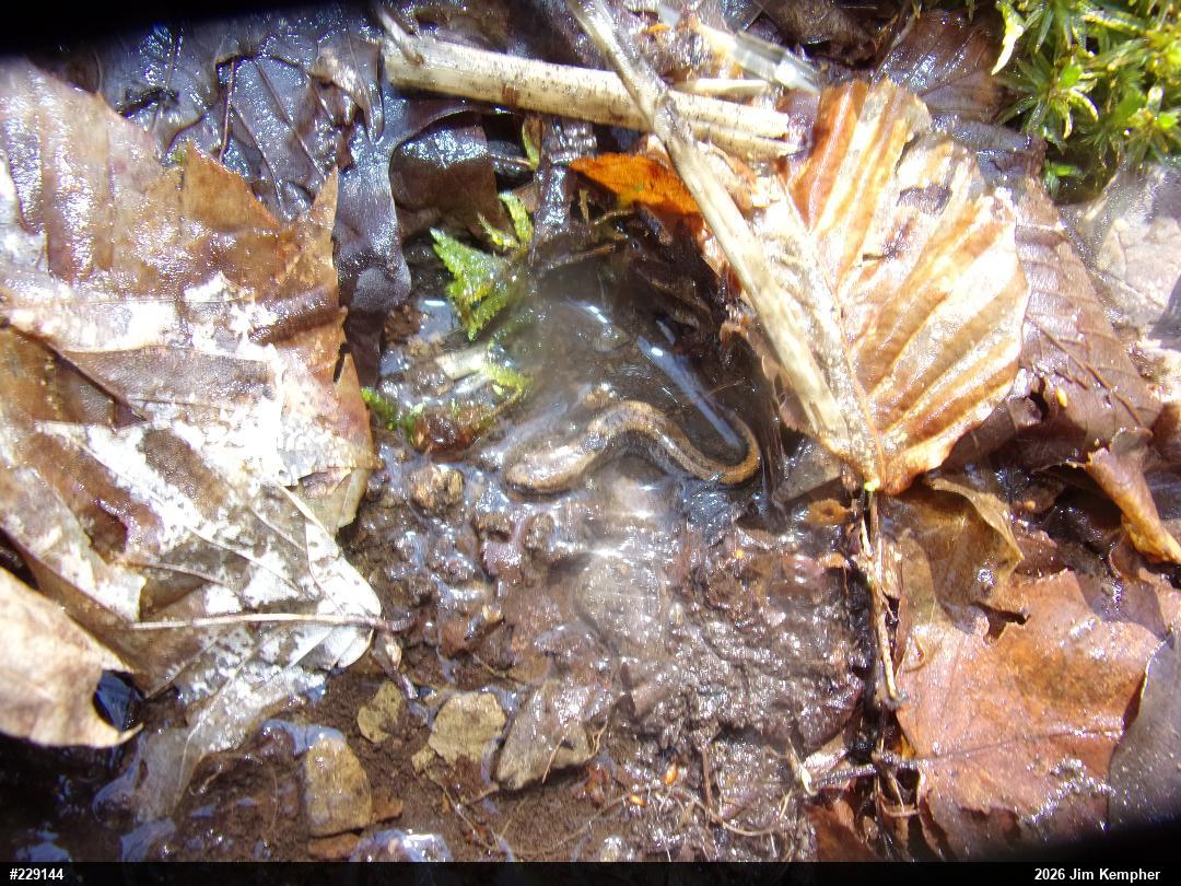 Allegheny Mountain Dusky Salamander