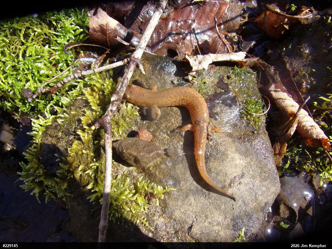 Northern Spring Salamander