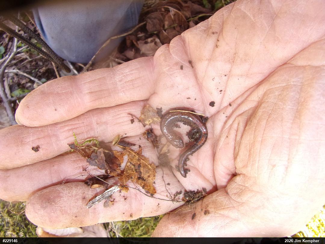 Eastern Red-backed  Salamander