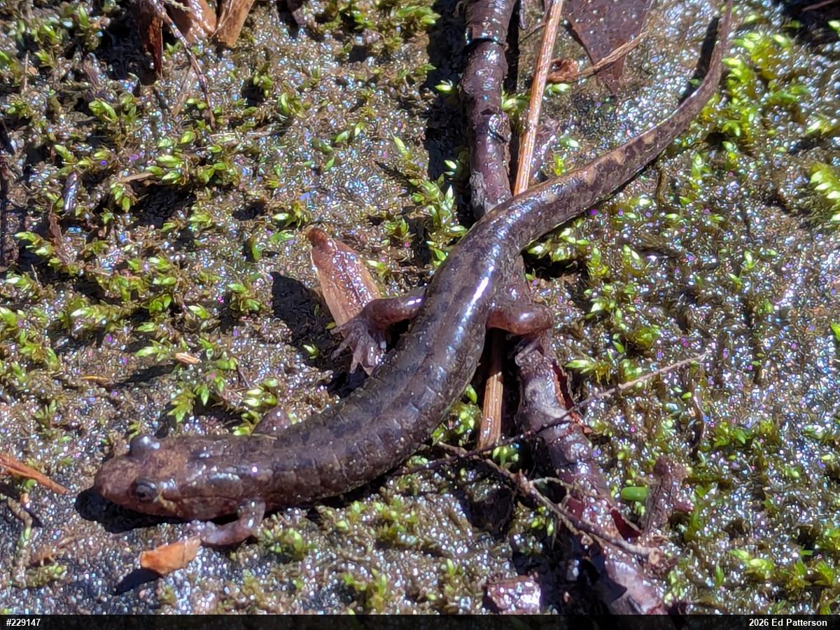 Seal Salamander