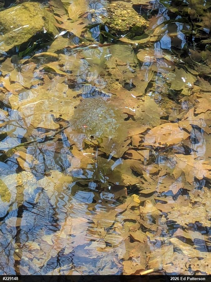 Wood Frog
