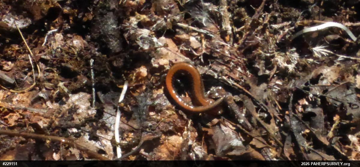 Eastern Red-backed  Salamander
