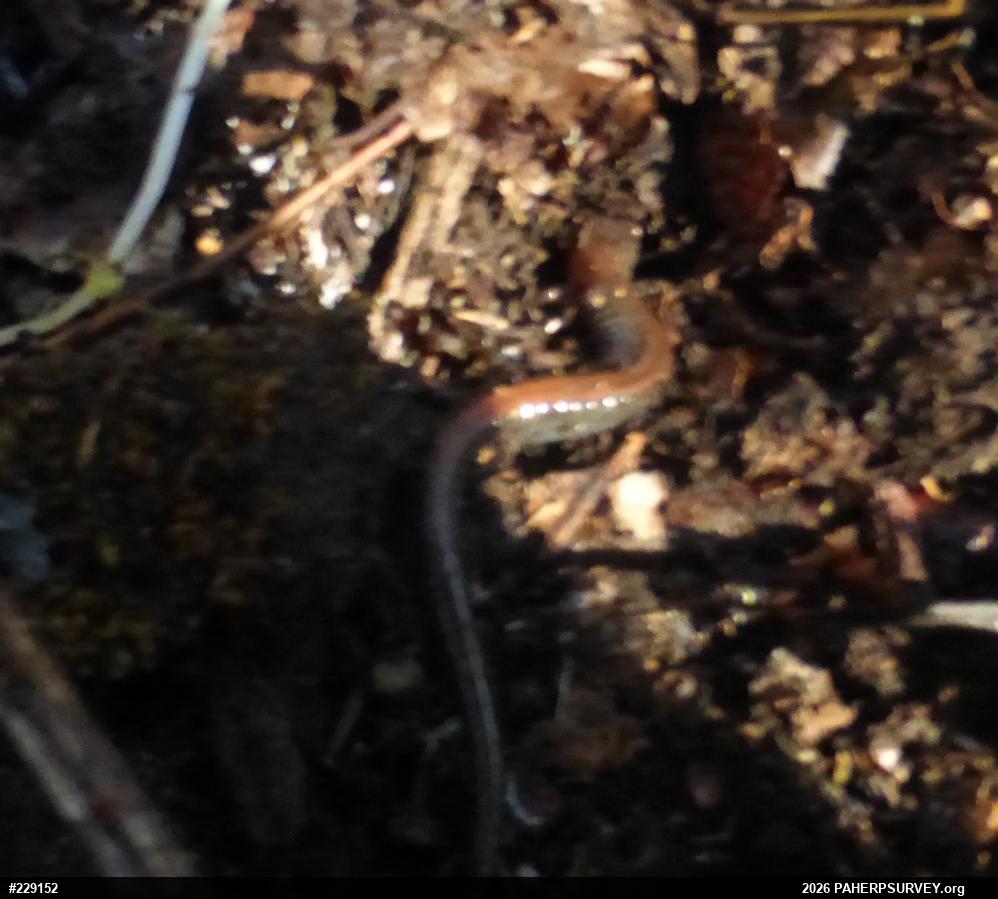 Eastern Red-backed  Salamander