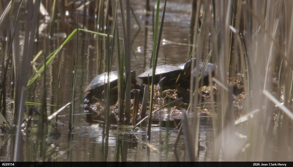 Painted Turtle