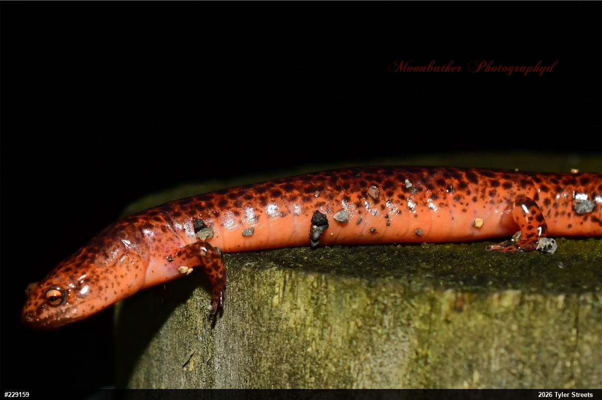 Northern Red Salamander