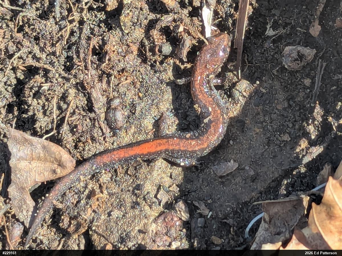 Eastern Red-backed  Salamander