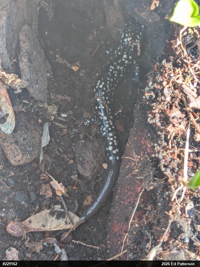 Northern Slimy Salamander