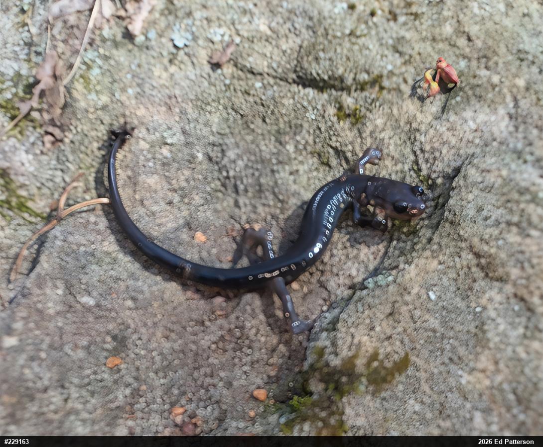 Wehrle's Salamander
