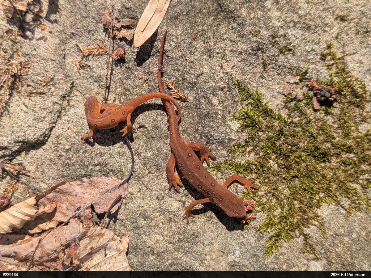 Red-spotted Newt