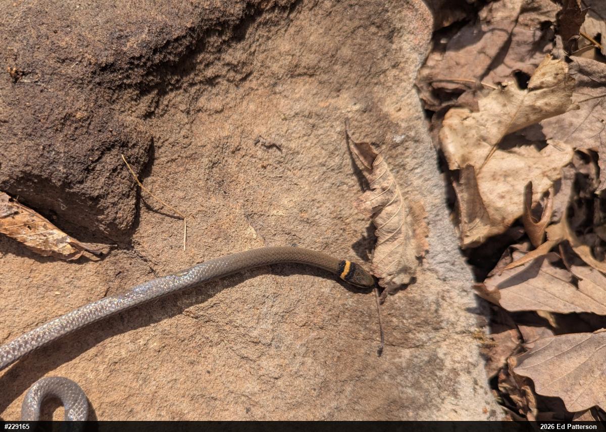Northern Ring-necked Snake