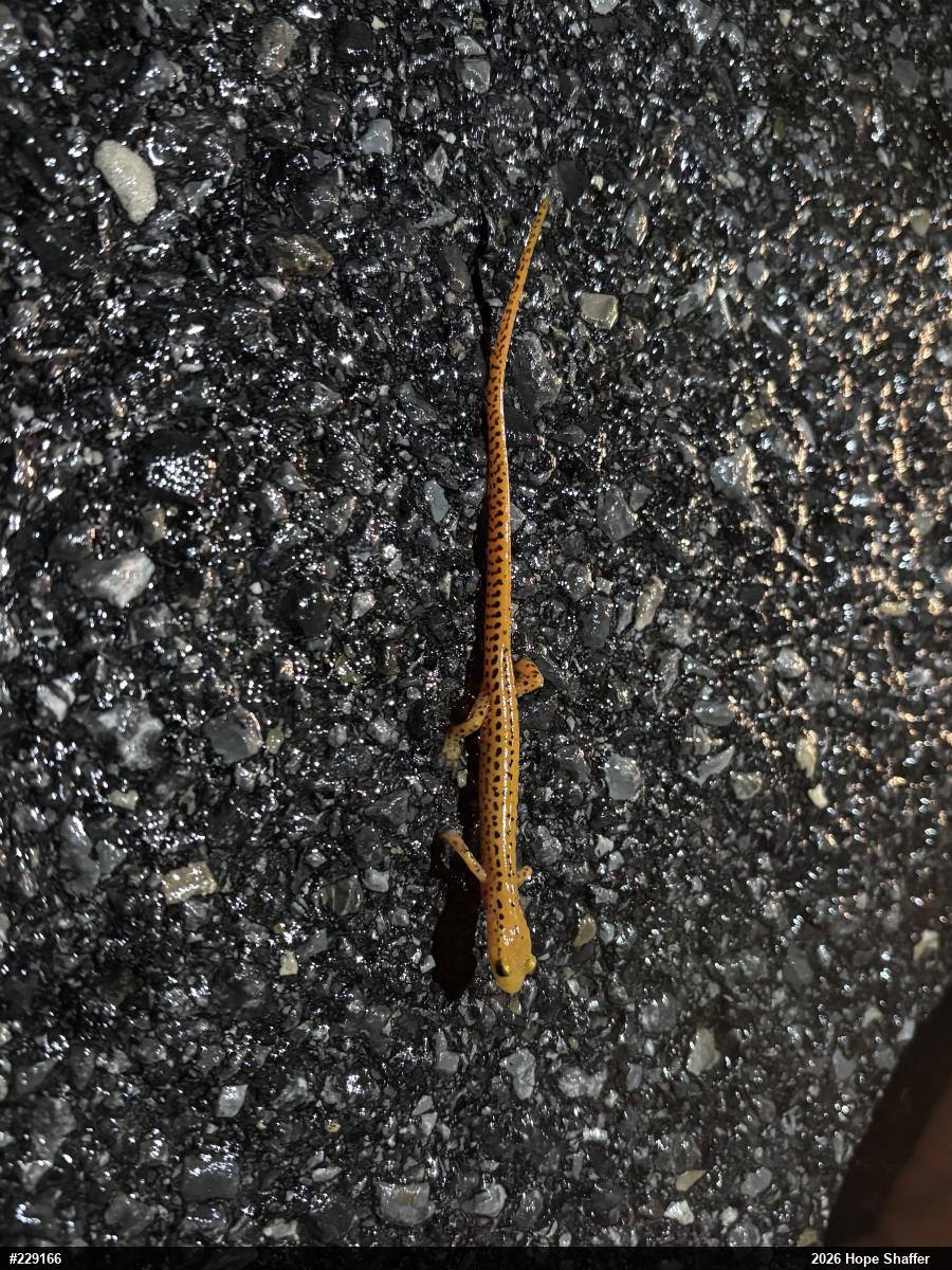Eastern Long-tailed Salamander