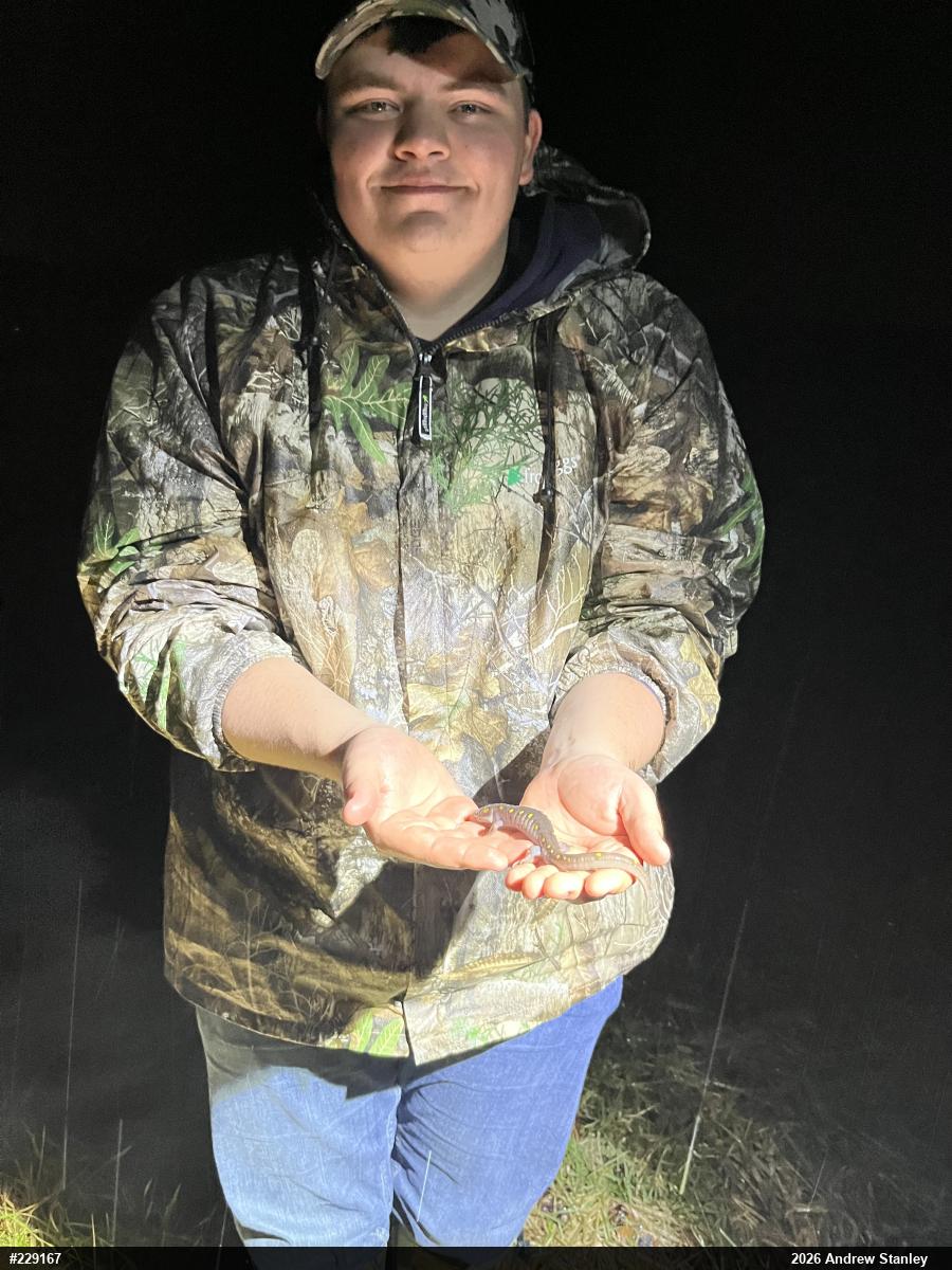 Spotted Salamander