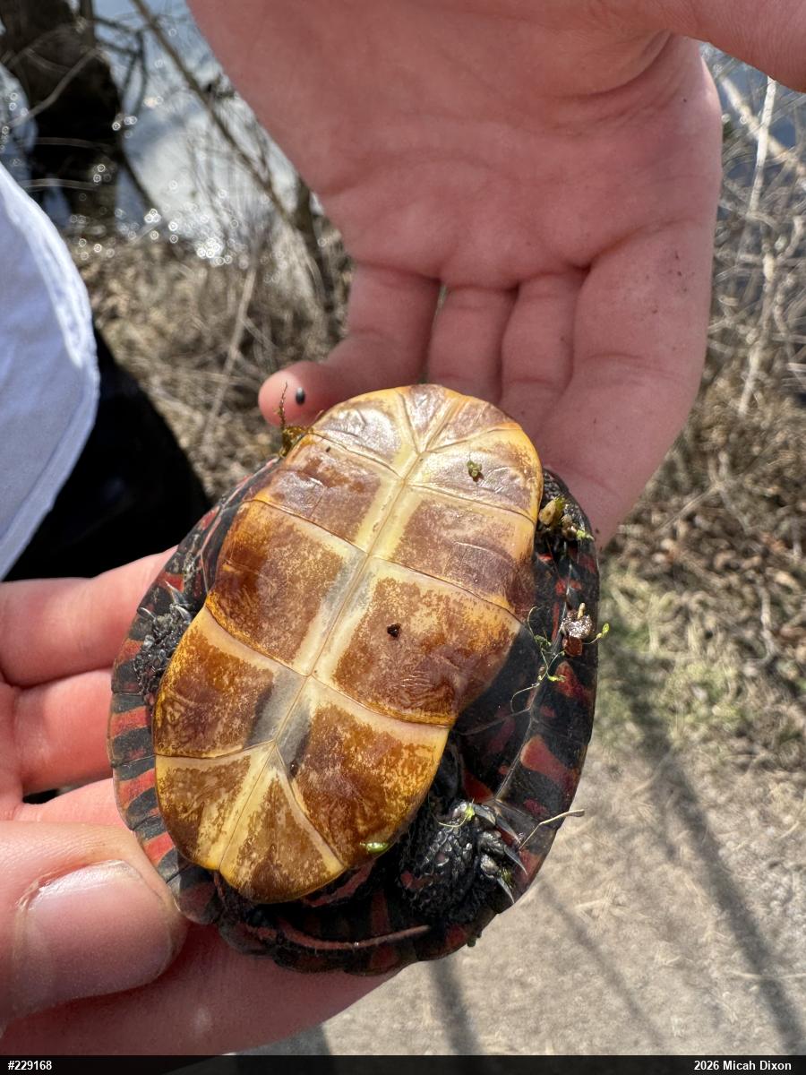 Midland Painted Turtle