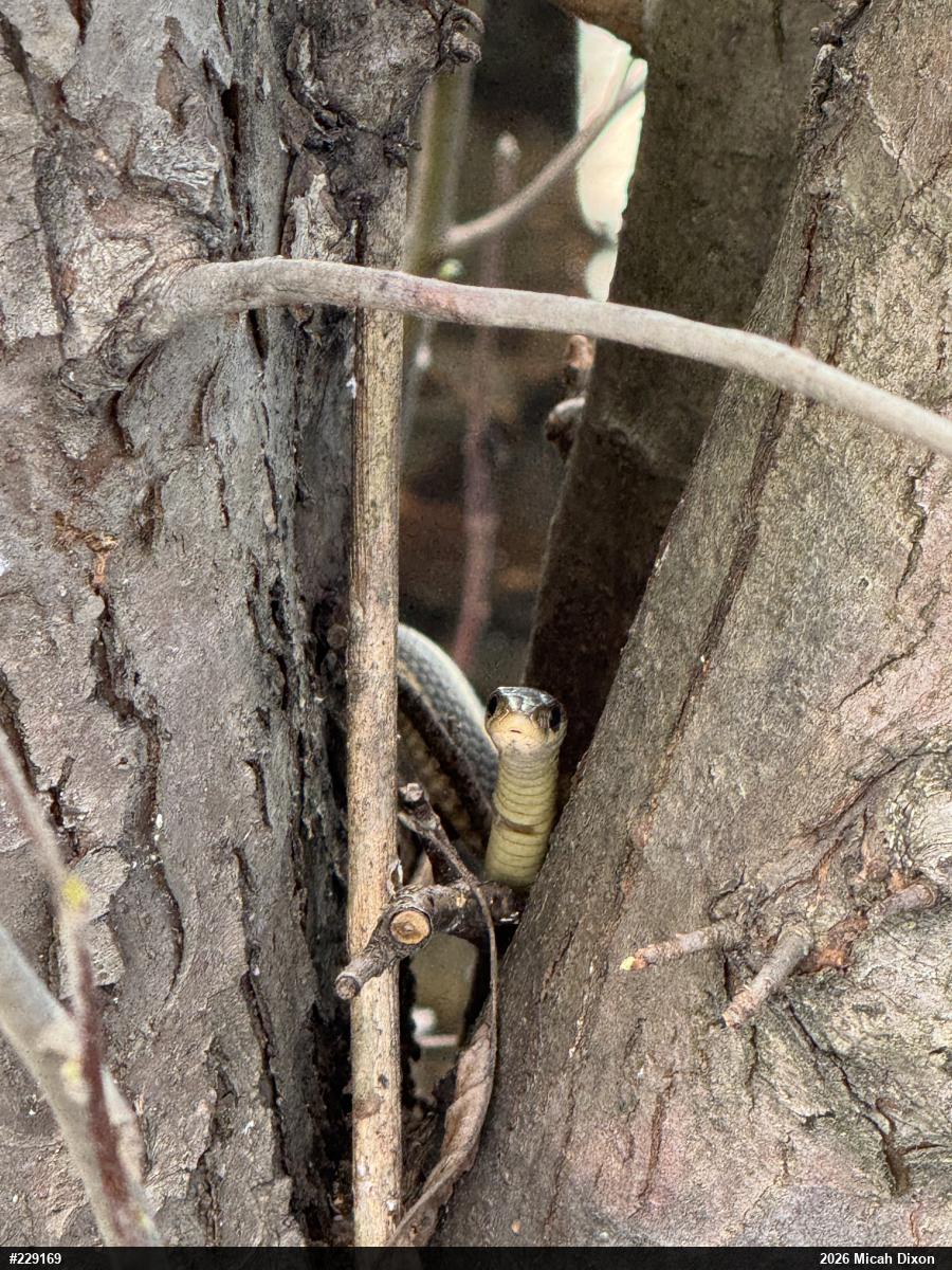 Eastern Gartersnake