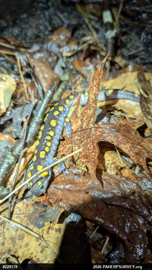 Spotted Salamander