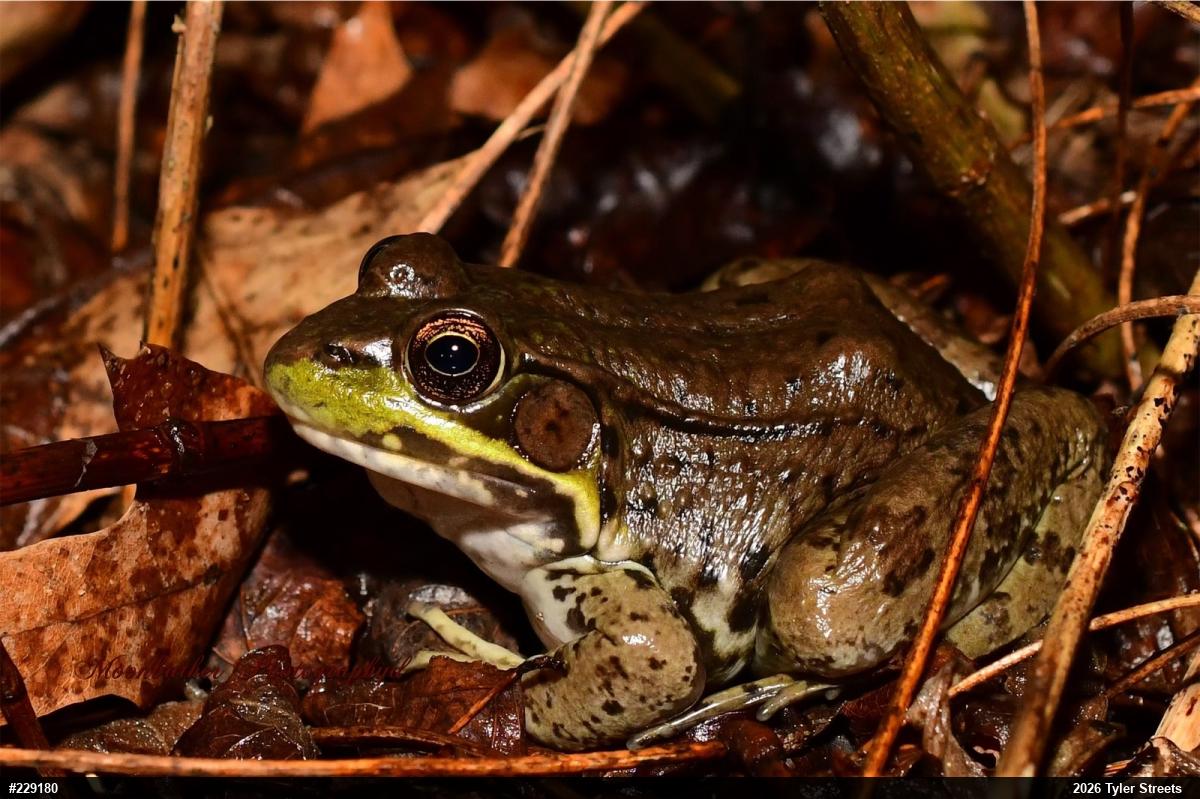 Green Frog