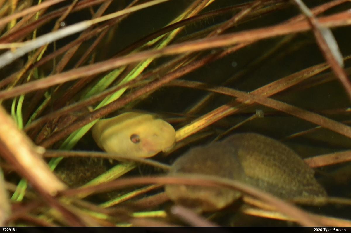 American Bullfrog
