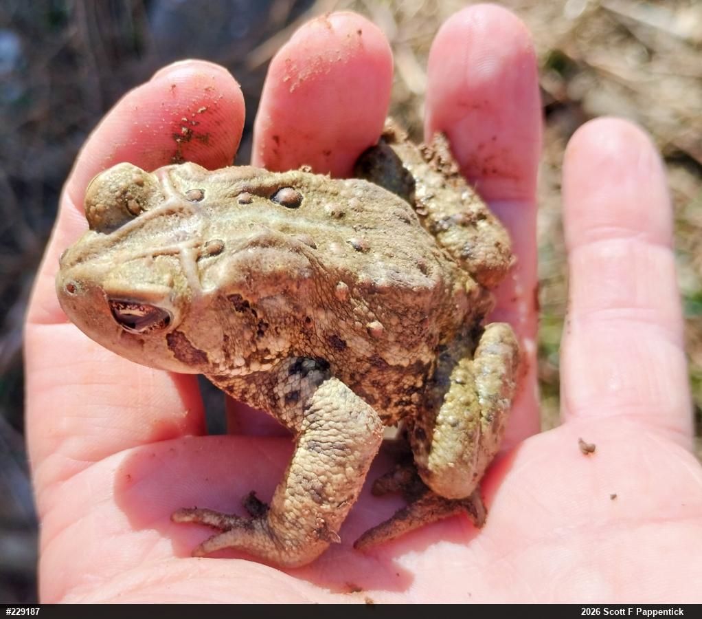 Eastern American Toad