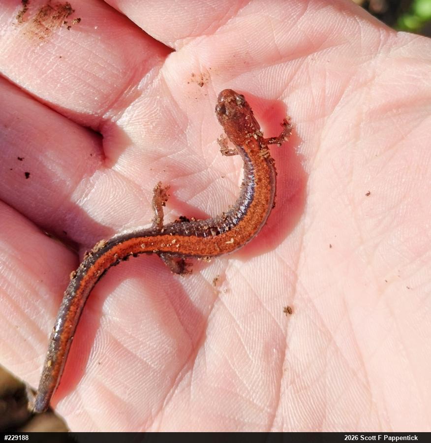 Eastern Red-backed  Salamander