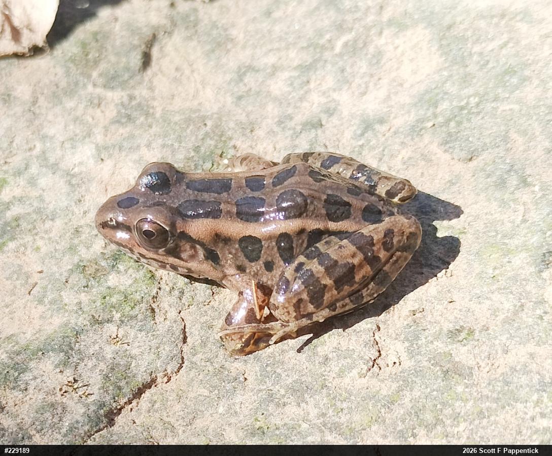 Pickerel Frog