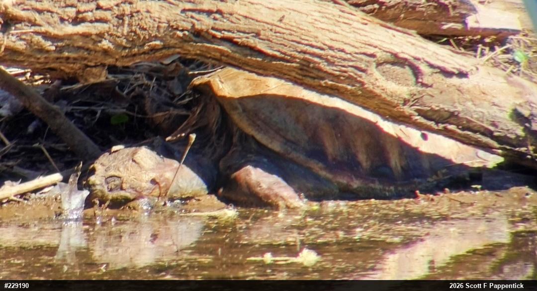 Snapping Turtle