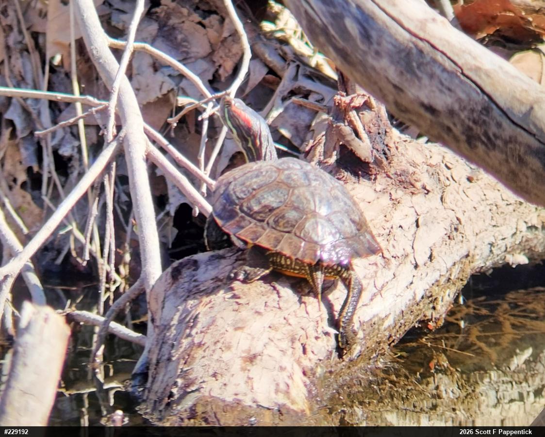 Red-eared Slider