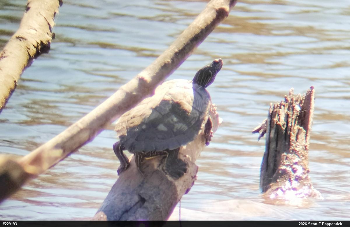 Northern Map Turtle