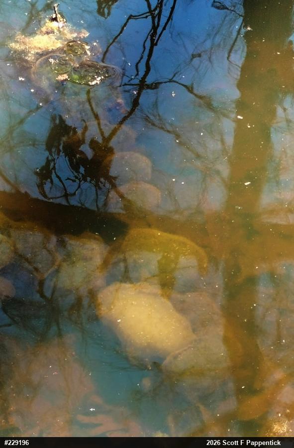 Spotted Salamander
