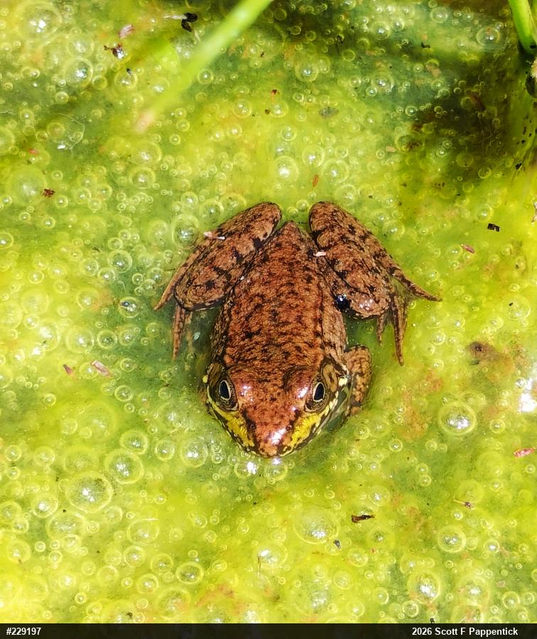 Green Frog