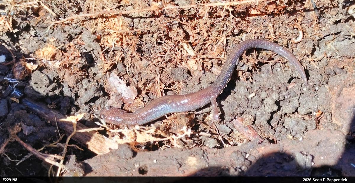 Eastern Red-backed  Salamander