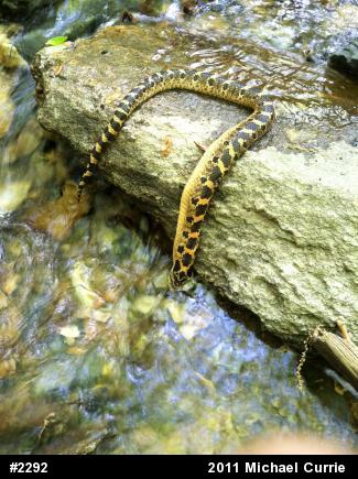 Eastern Hog-nosed Snake