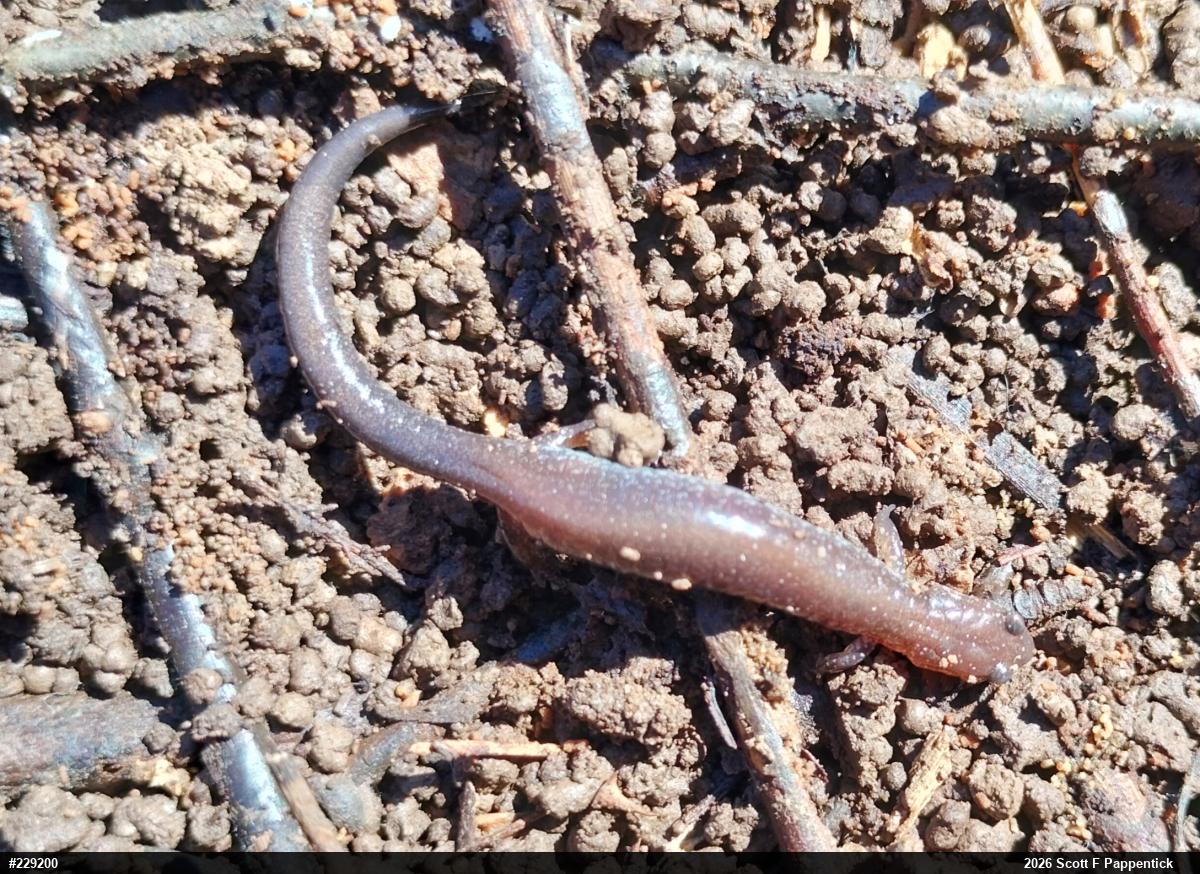 Eastern Red-backed  Salamander