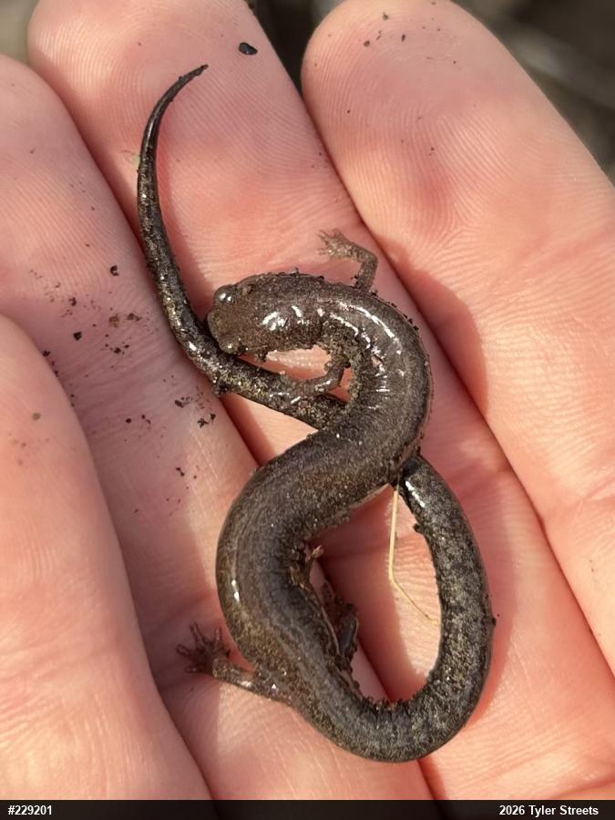 Valley And Ridge Salamander
