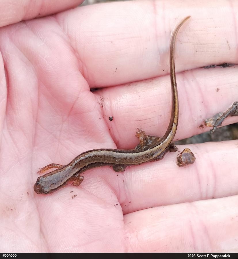 Northern Two-lined Salamander
