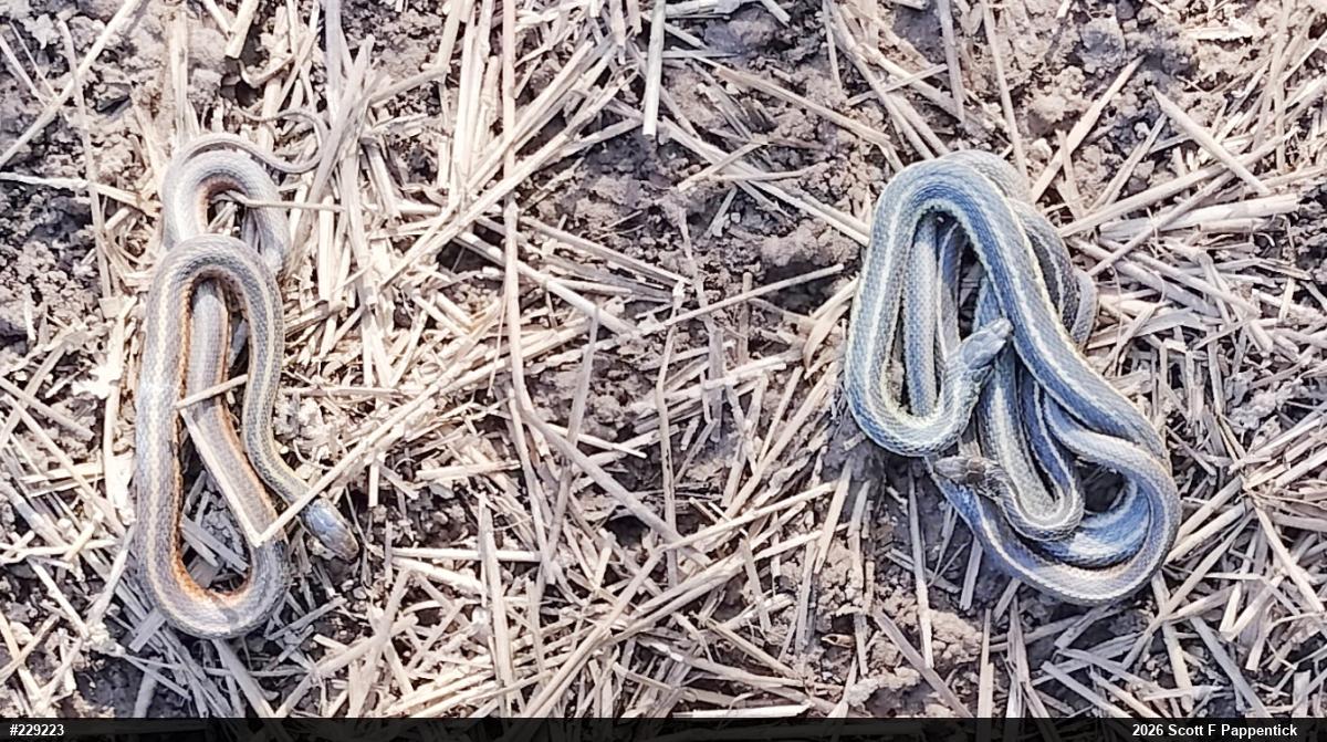 Eastern Gartersnake