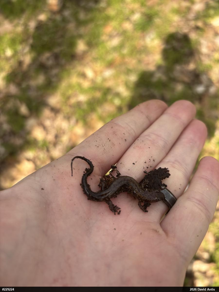 Allegheny Mountain Dusky Salamander