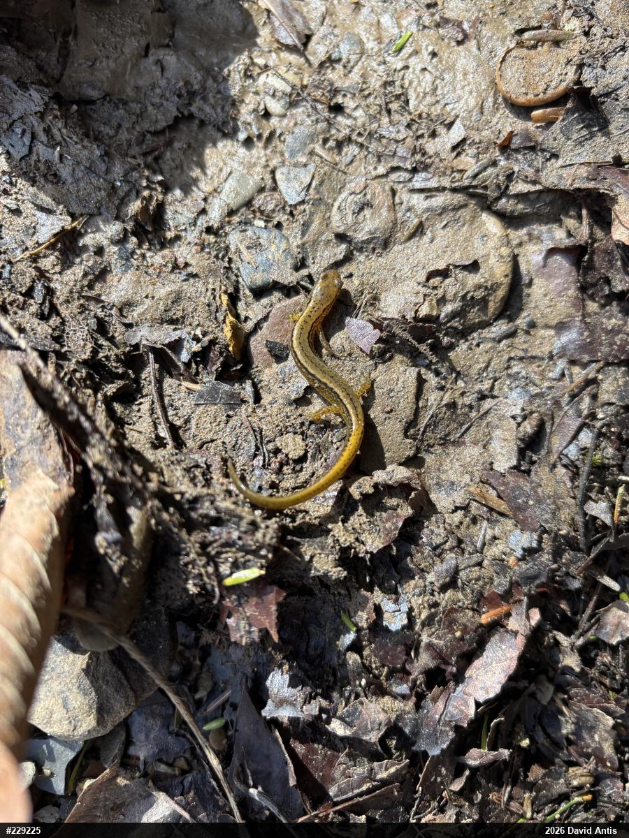 Northern Two-lined Salamander