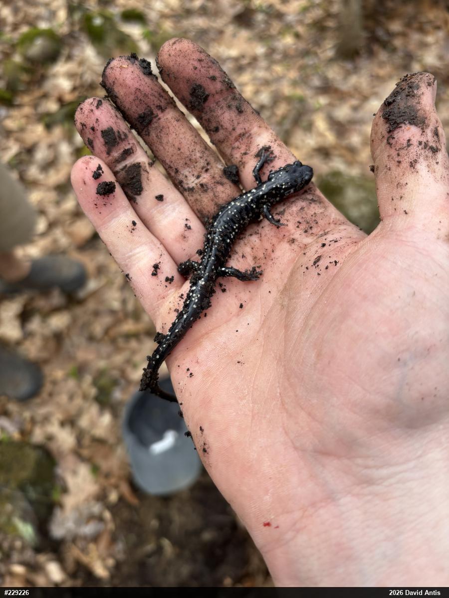 Northern Slimy Salamander