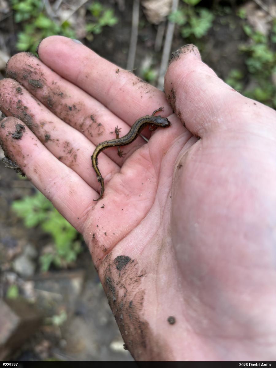 Eastern Red-backed  Salamander